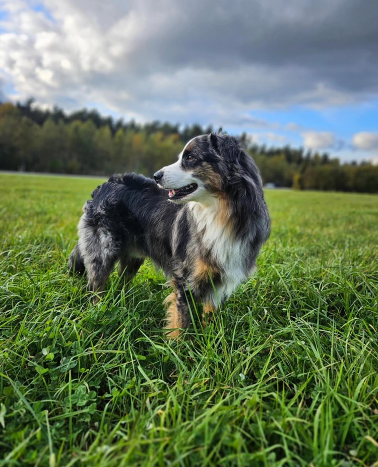 Hund som står på ett grönt fällt