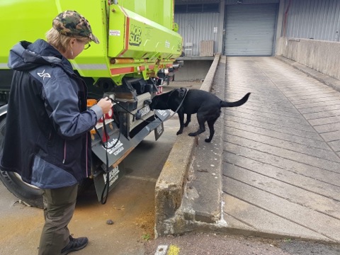 Labrador söker på lastbil