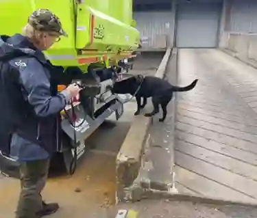 Labrador söker på lastbil