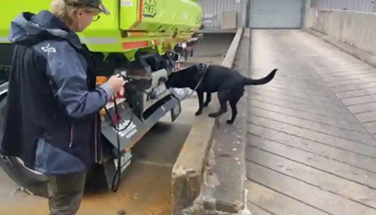 Labrador söker på lastbil