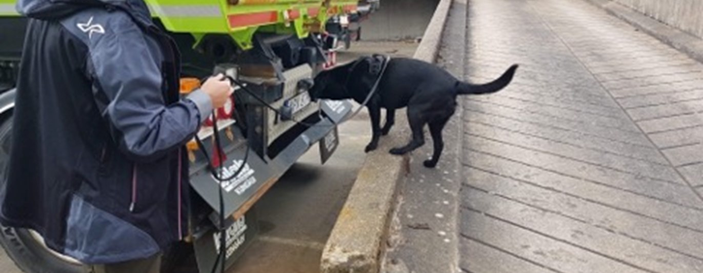 Labrador söker på lastbil