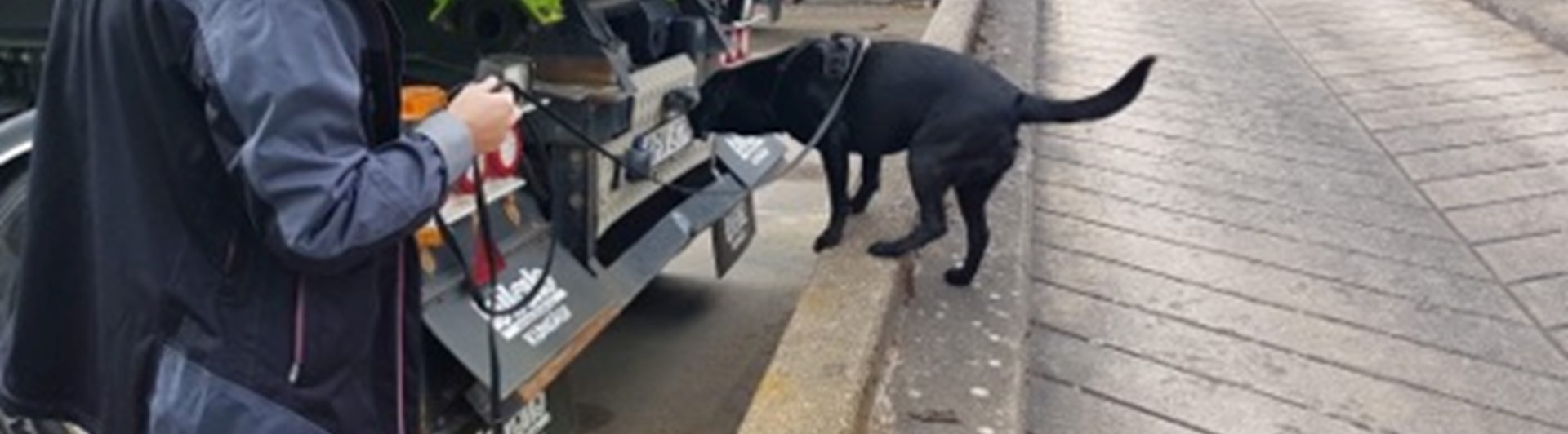 Labrador söker på lastbil