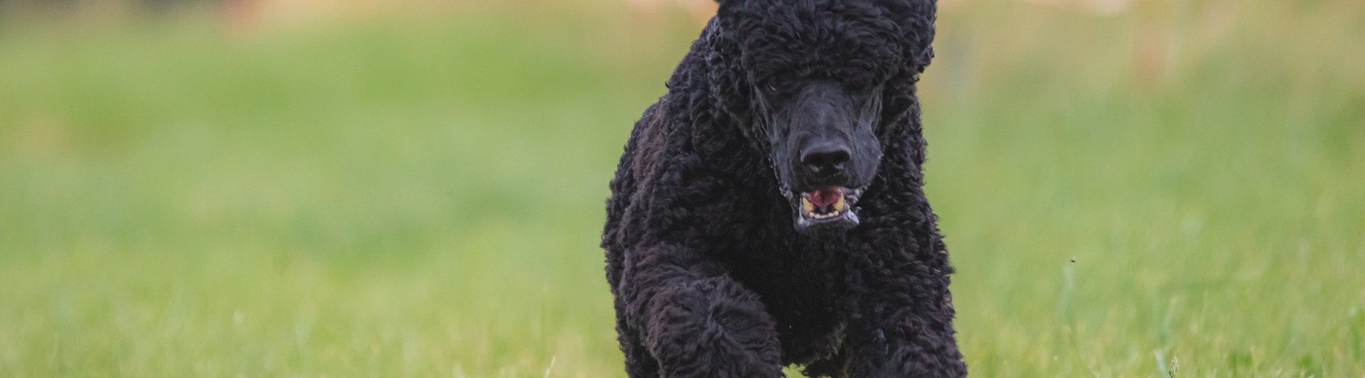 Hund kommer springande, inkallning