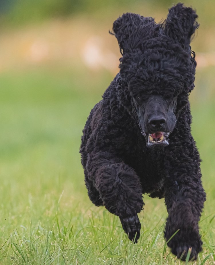 Hund kommer springande, inkallning