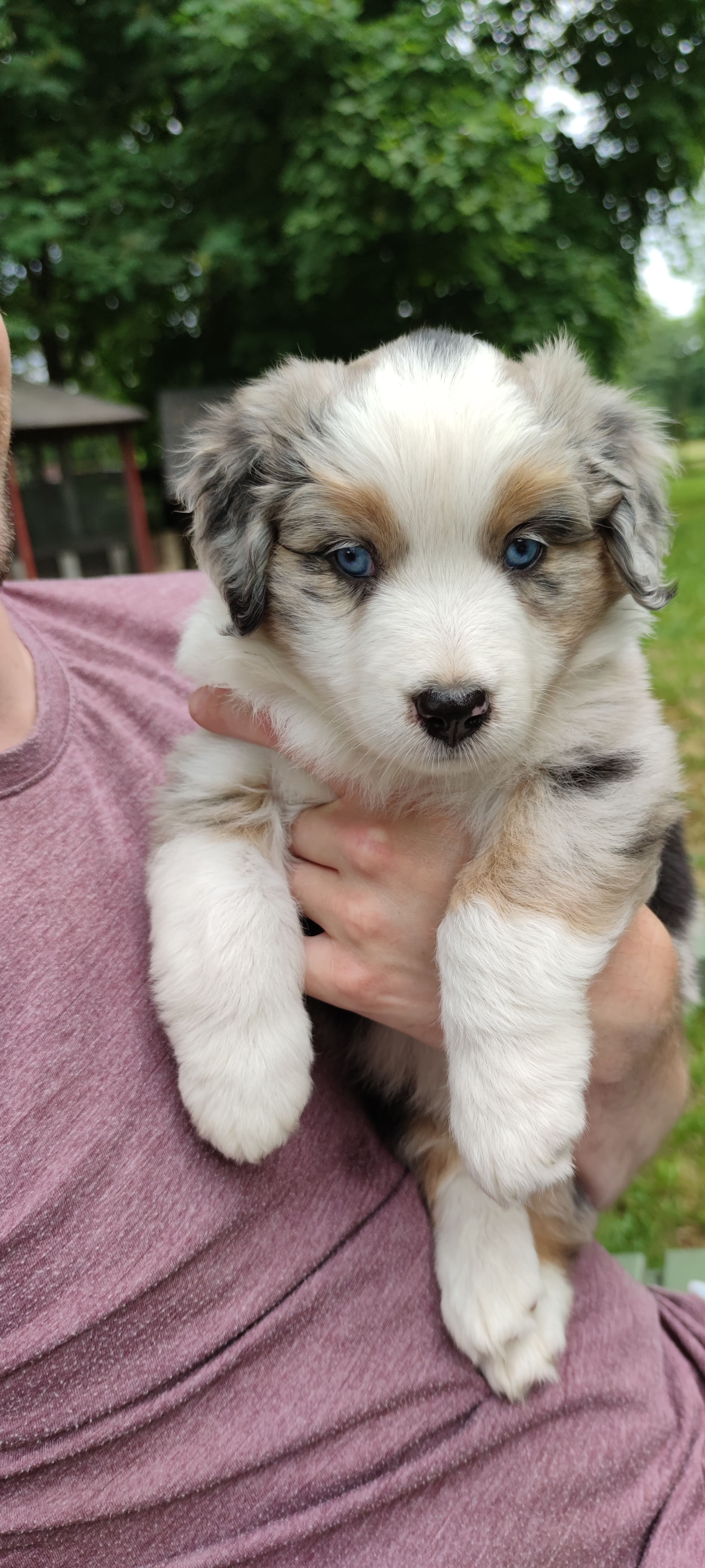 Valp som hålls i famnen