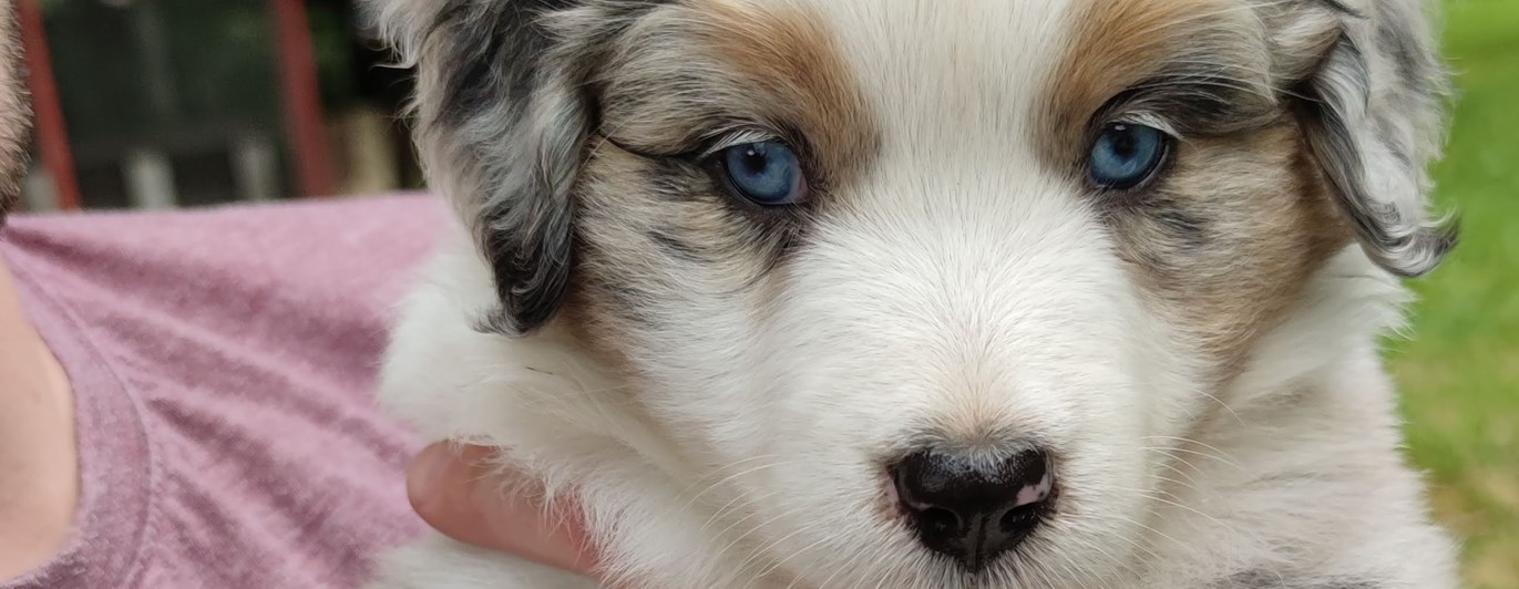 Valp som hålls i famnen