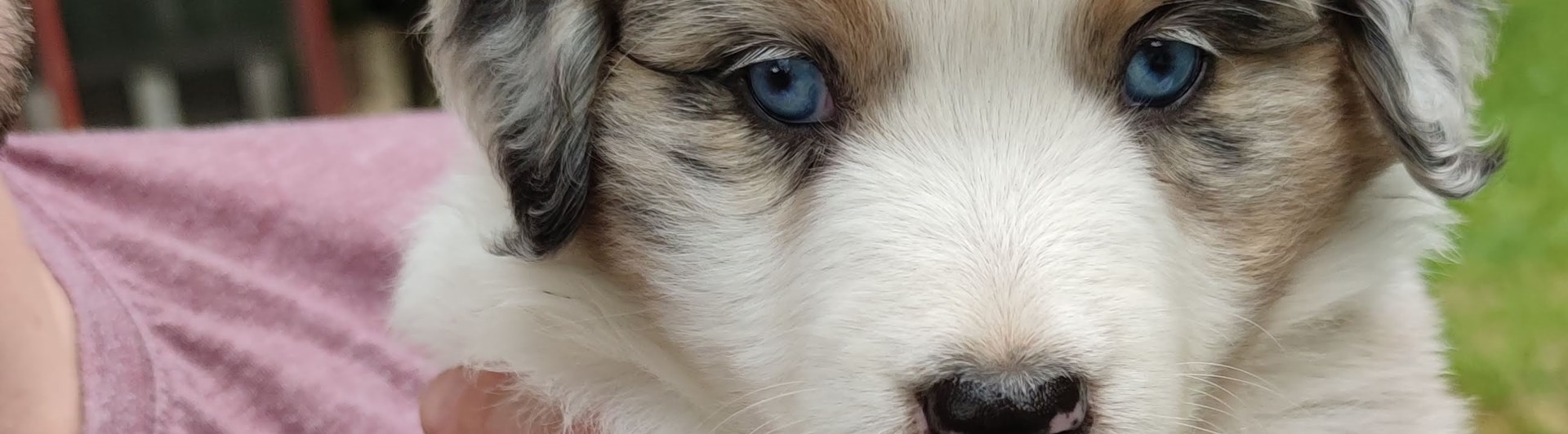 Valp som hålls i famnen