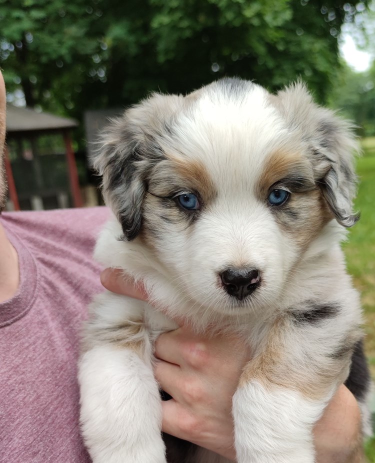 Valp som hålls i famnen