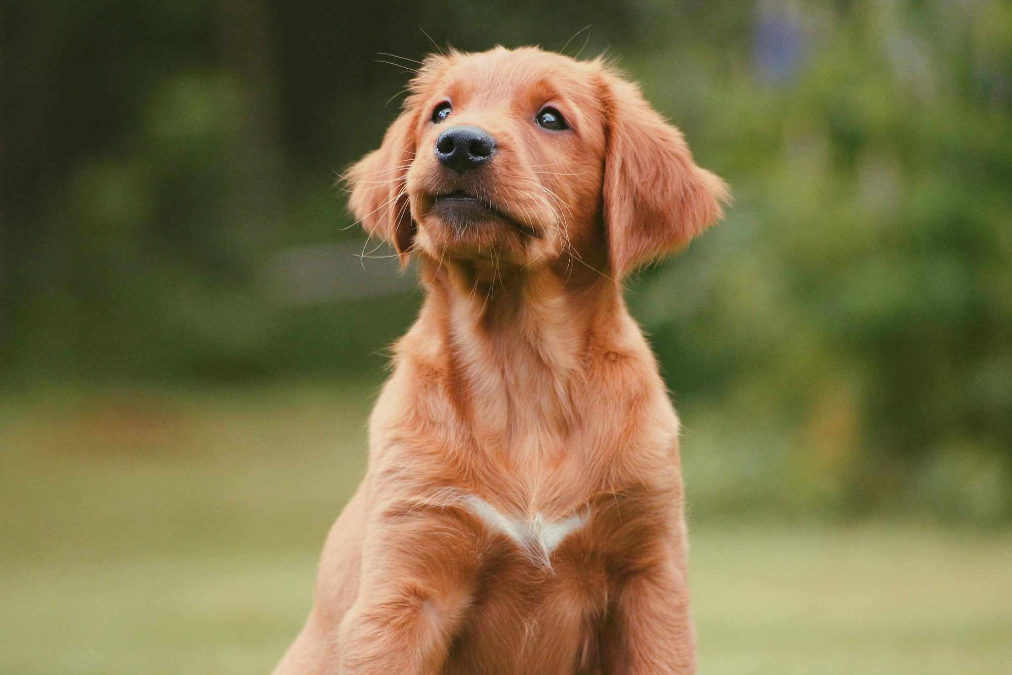 En golden retriever valp som sitter i gräset.