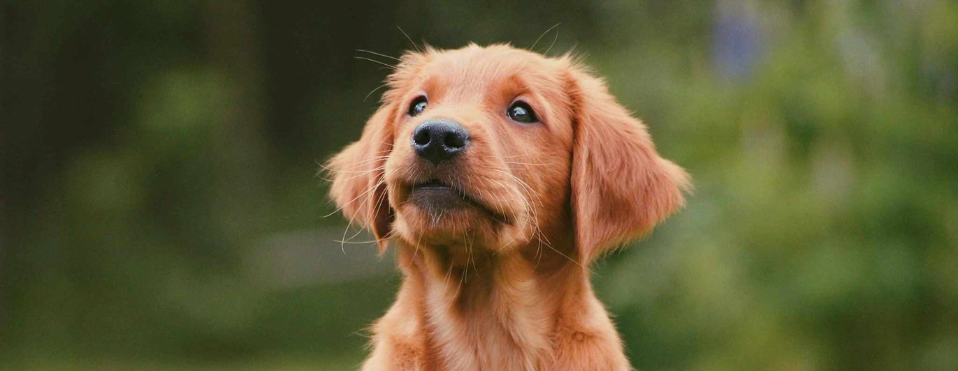 En golden retriever valp som sitter i gräset.