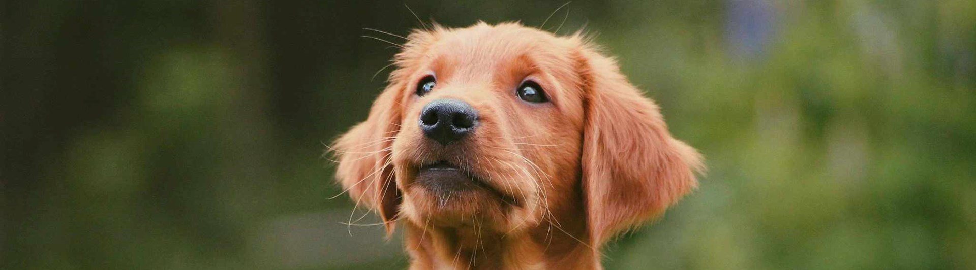 En golden retriever valp som sitter i gräset.