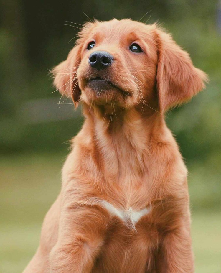 En golden retriever valp som sitter i gräset.