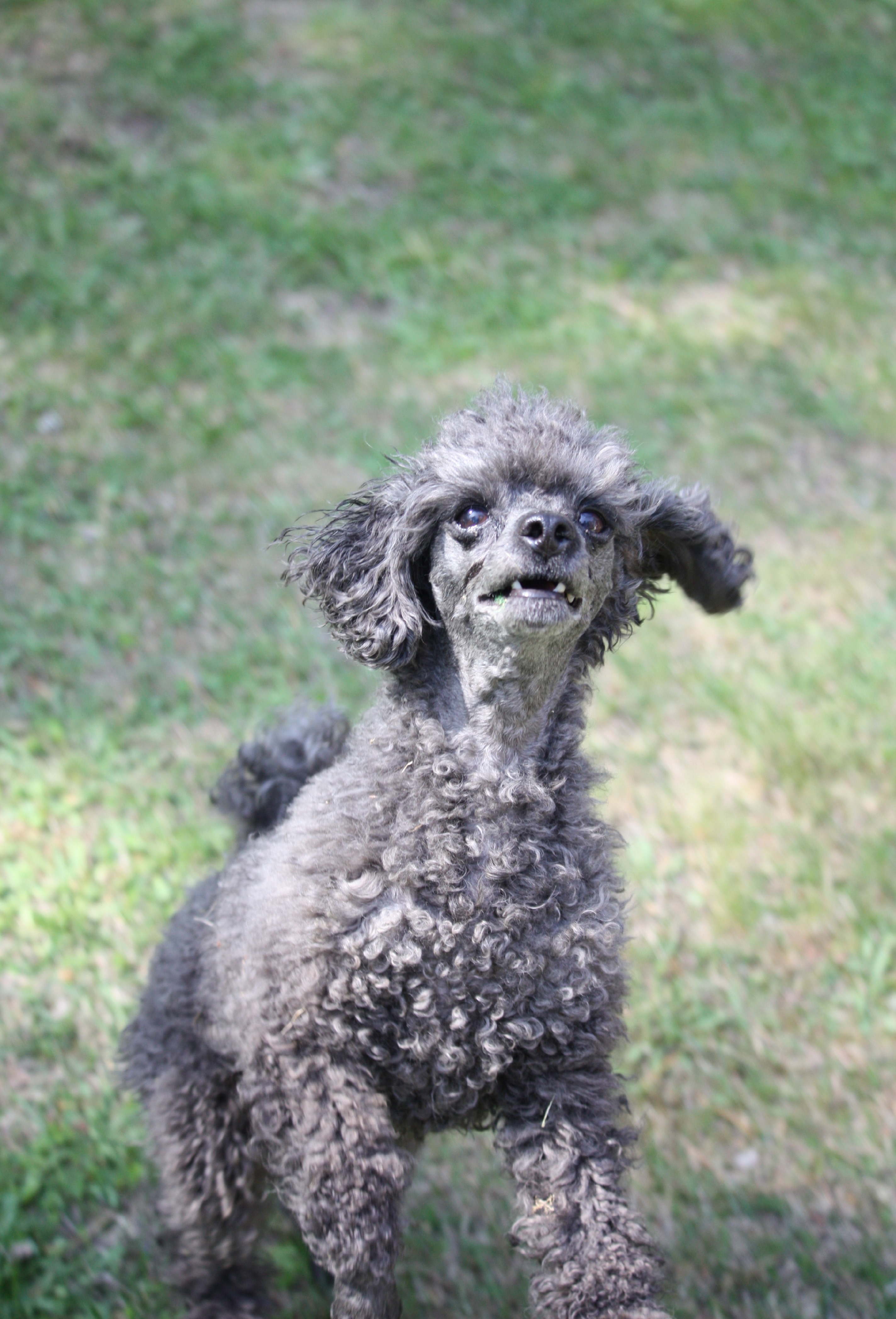 Glad pudel som kikar uppåt