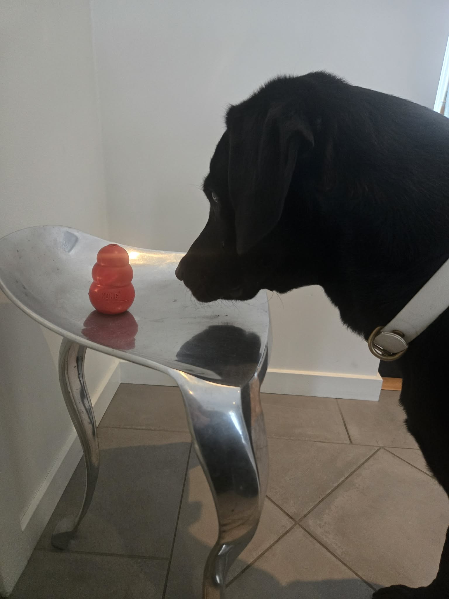 Hund som frys markerar