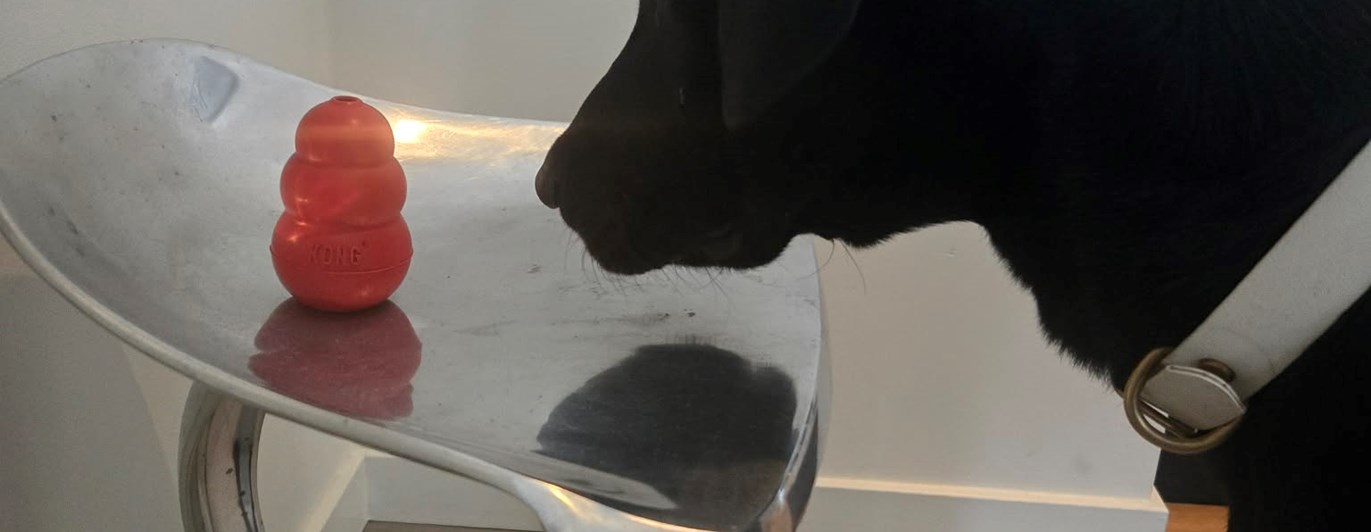 Hund som frys markerar