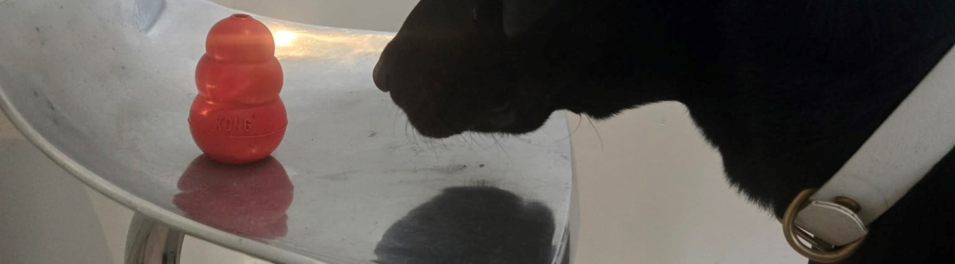 Hund som frys markerar