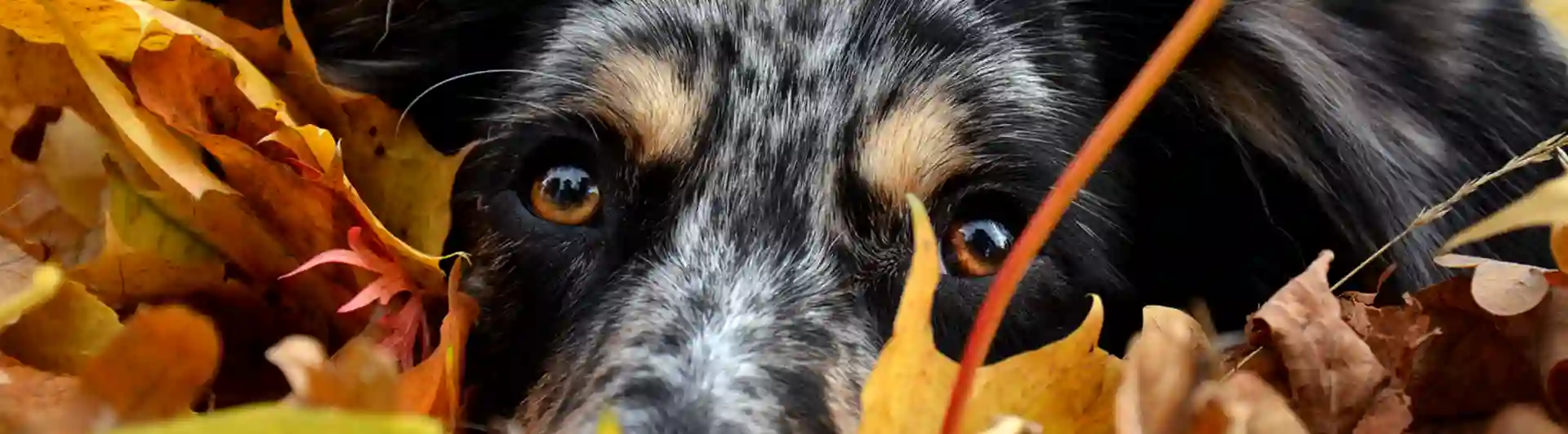 Australian Sheperd hund som ligger bland höstlöv