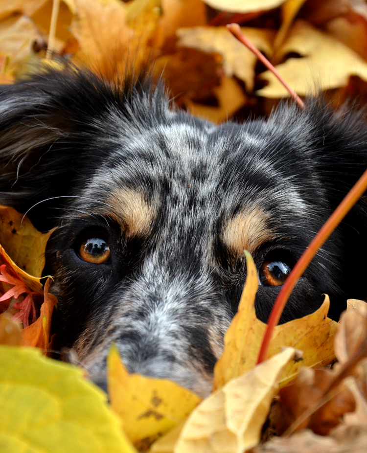 Australian Sheperd hund som ligger bland höstlöv