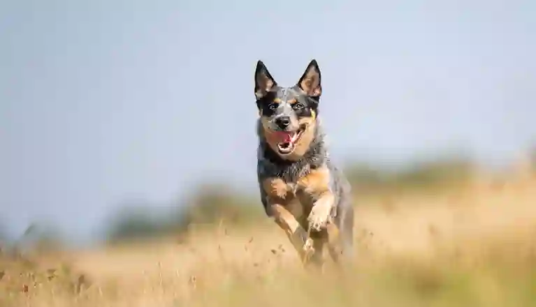 Australian cattledog springer i gräs