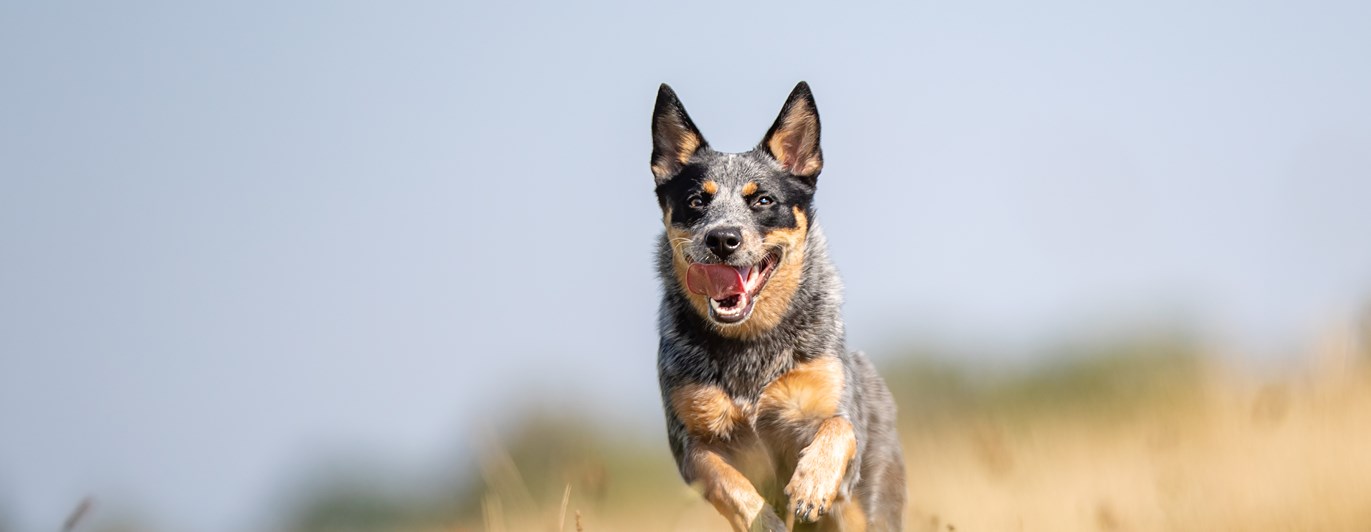 Australian cattledog springer i gräs