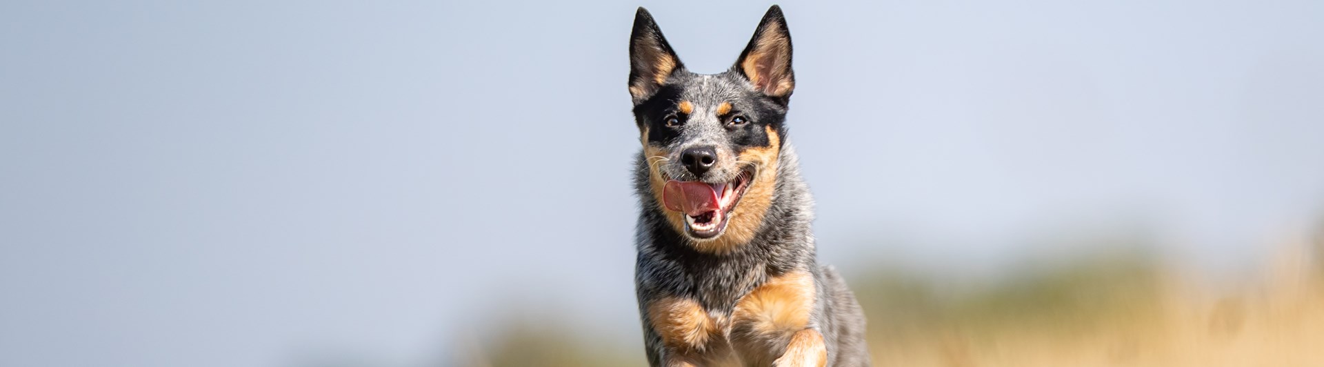 Australian cattledog springer i gräs