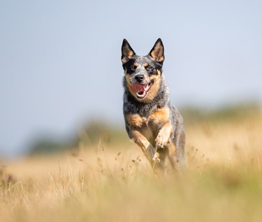 Australian cattledog springer i gräs