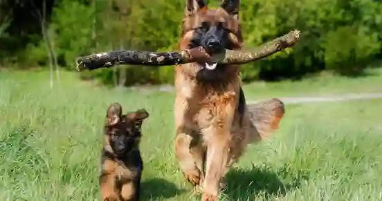 Valp och vuxen hund springer mot kameran
