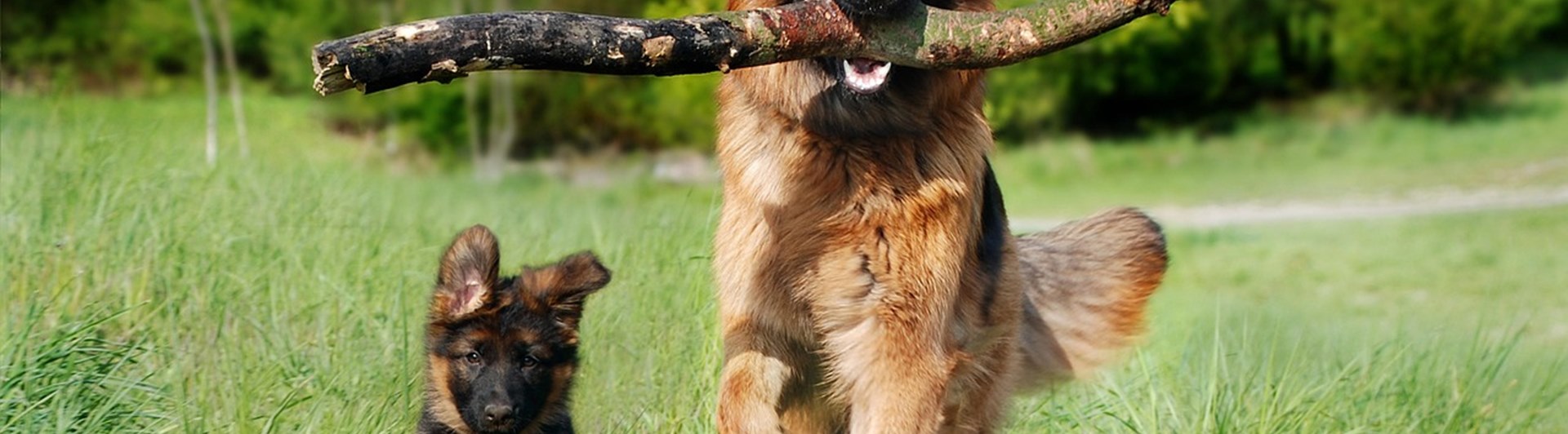Valp och vuxen hund springer mot kameran