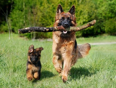 Valp och vuxen hund springer mot kameran
