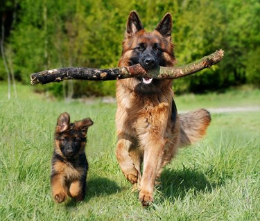 Valp och vuxen hund springer mot kameran