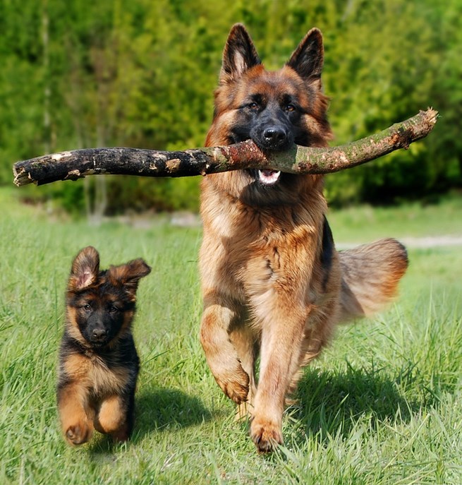 Valp och vuxen hund springer mot kameran
