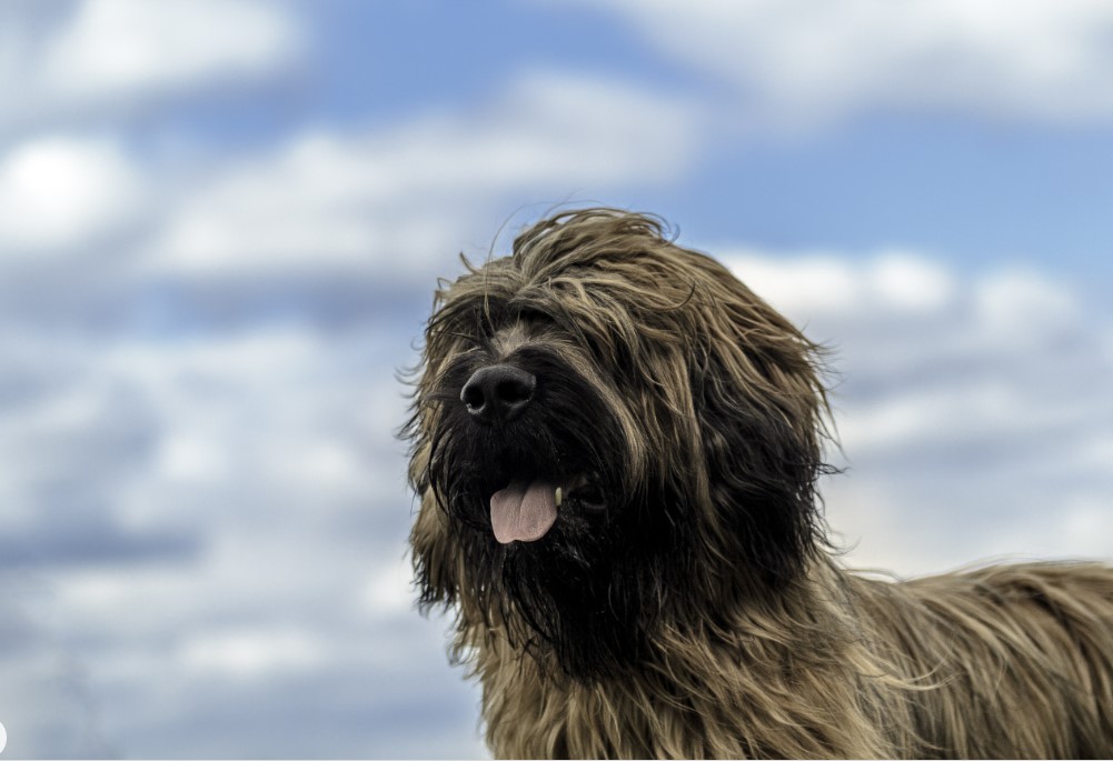 Briard tillfällig