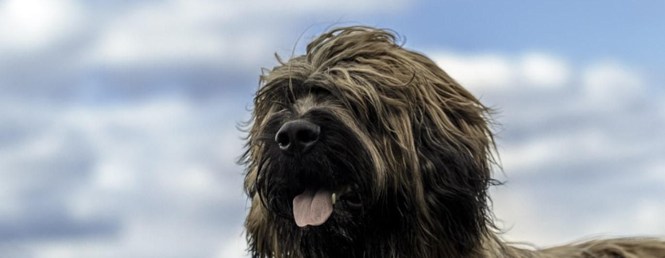 Briard tillfällig