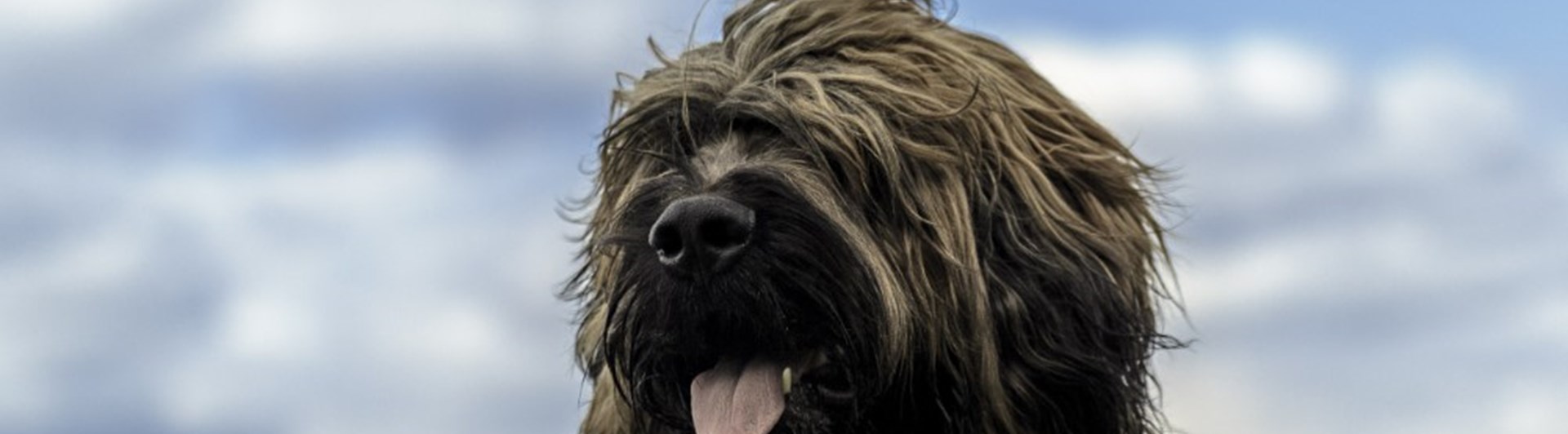 Briard tillfällig