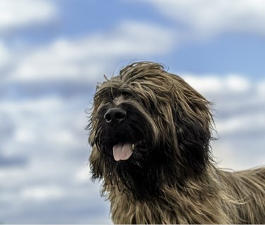 Briard tillfällig