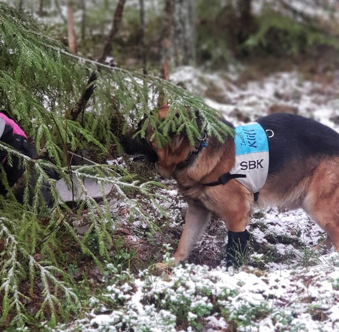 Brukshund i sök skogen