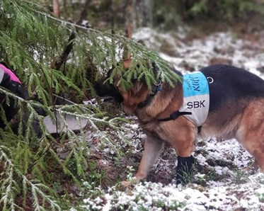 Brukshund i sök skogen