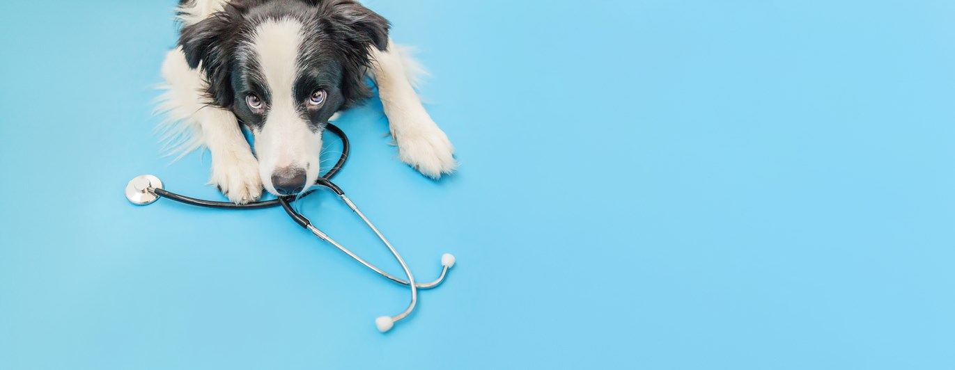 Bordercollie med stetoskop