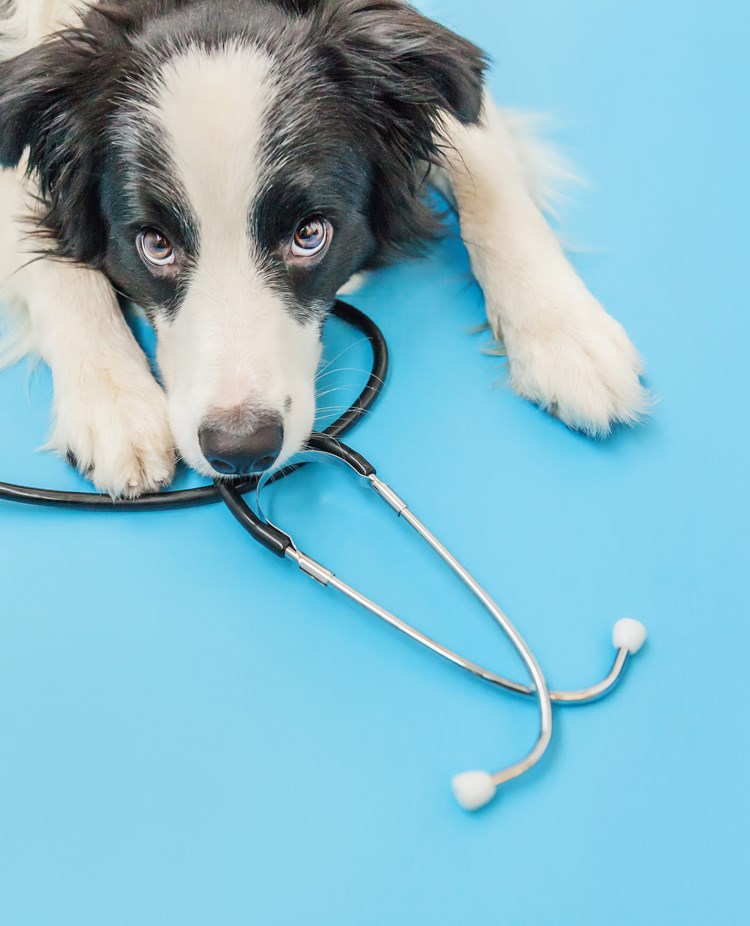 Bordercollie med stetoskop