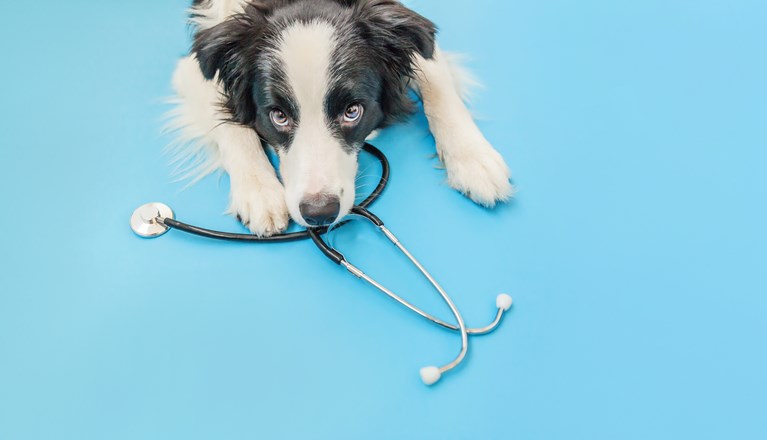 Bordercollie med stetoskop