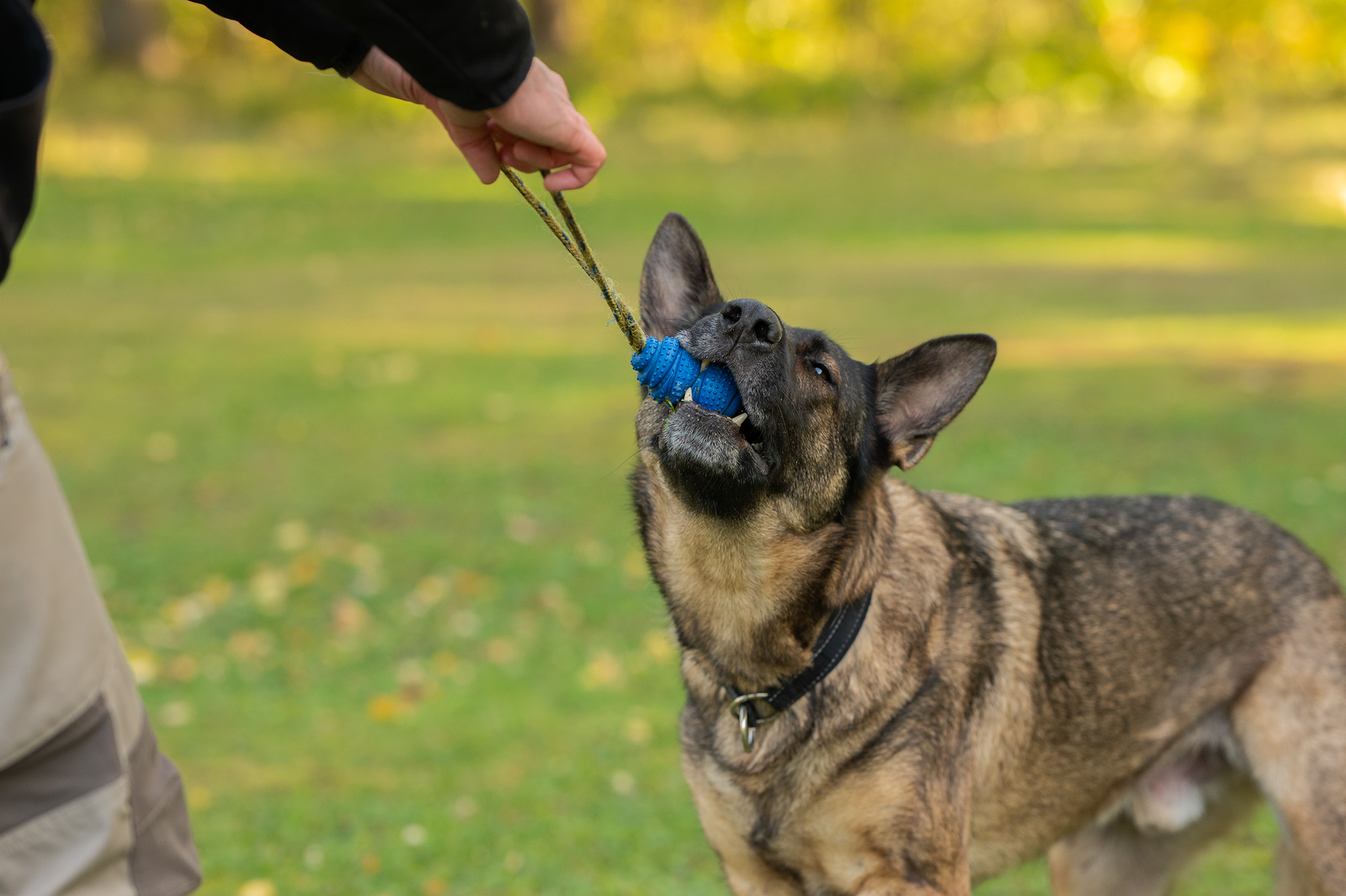 Schäfer leker med kongen
