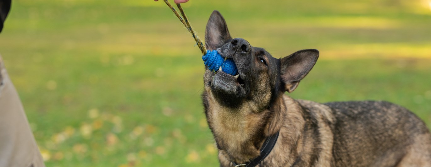 Schäfer leker med kongen