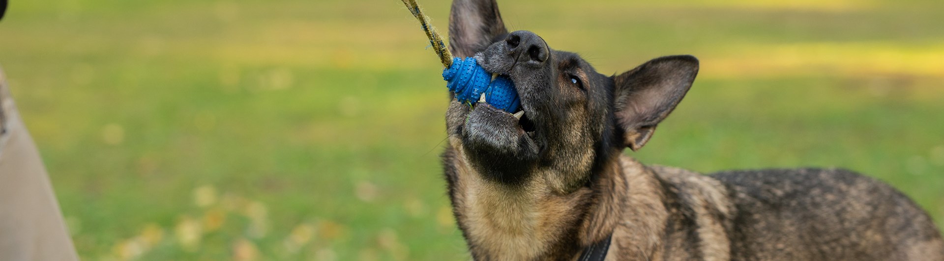 Schäfer leker med kongen