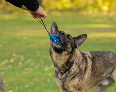 Schäfer leker med kongen
