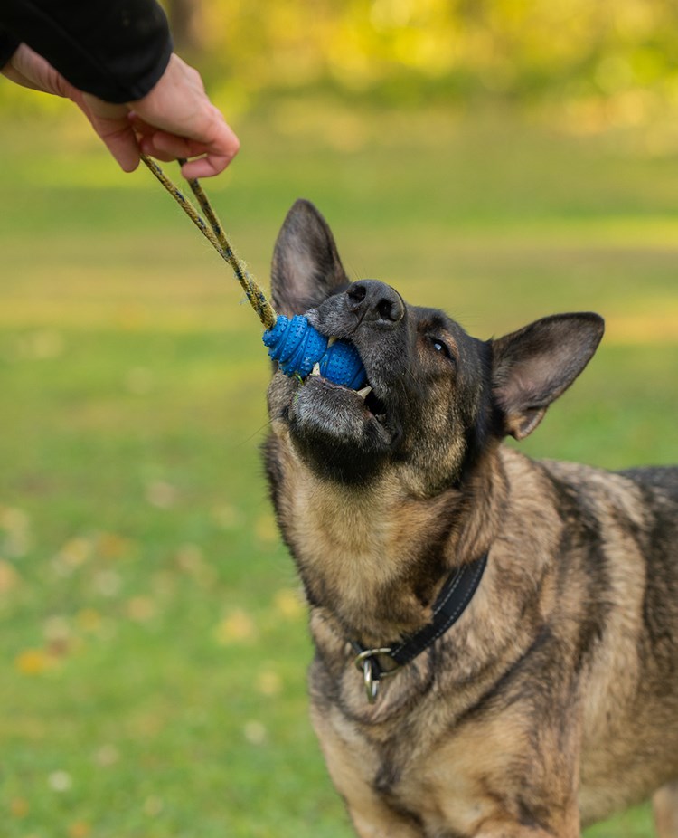 Schäfer leker med kongen