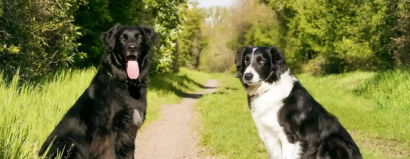 Två hundar som sitter på en grusväg