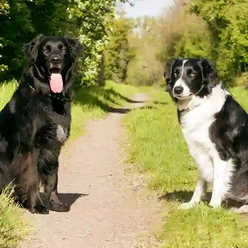 Två hundar som sitter på en grusväg