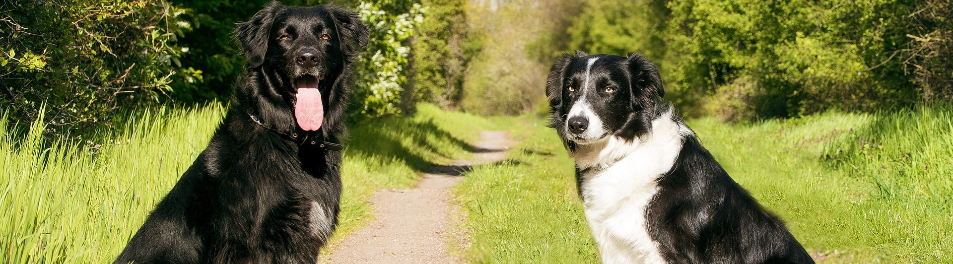 Två hundar som sitter på en grusväg