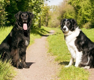 Två hundar som sitter på en grusväg