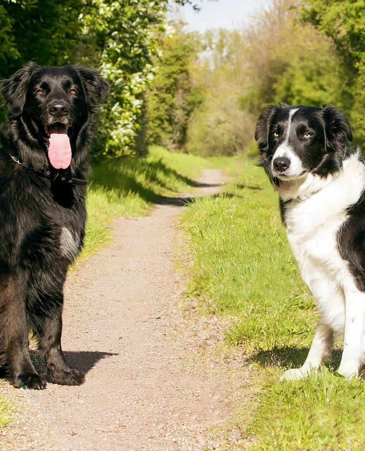 Två hundar som sitter på en grusväg